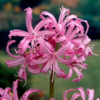 Nerine Bowdenii