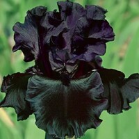 Iris Germanica Black Knight