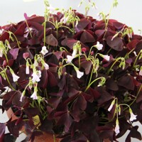 Oxalis Triangularis - 5 ks v balení