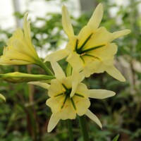 Hymenocallis Sulphur Queen