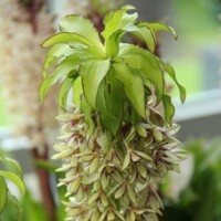 Eucomis Bicolor