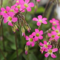 Oxalis Lasiandra - 3 ks v balení