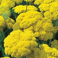 Achillea Filipendulina