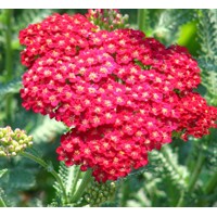 Achillea Red Velvet