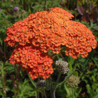 Achillea Terracotta