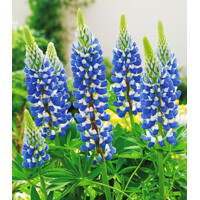 Lupinus modrý