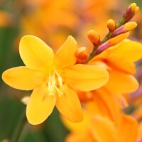 Crocosmia George Davidson - 5 ks v balení