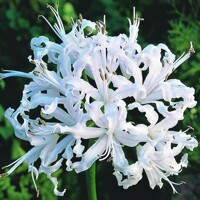 Nerine Bianca Perla