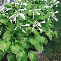 Hosta Plantaginea Grandiflora