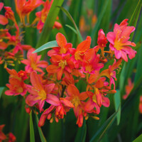 Crocosmia Carmine Brillant - 5 ks v balení