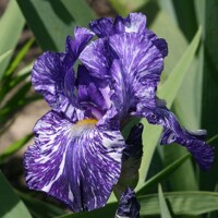 Iris Germanica Batik