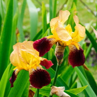 Iris Germanica Nibelungen