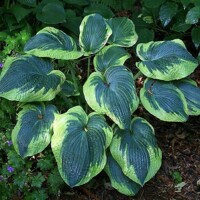 Hosta Samurai