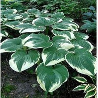 Hosta Mini Frost