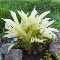 Hosta White Feather