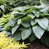 Hosta Empress Wu