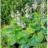 Hosta Francess Williams