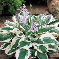 Hosta Patriot