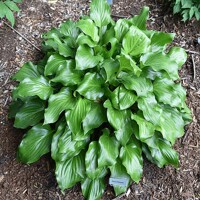 Hosta Red Stepper