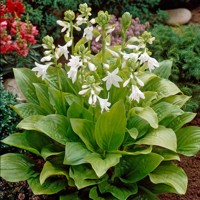 Hosta  Royal Standard