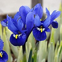 Iris Reticulata Harmony - 5 ks v balení