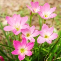 Zephyranthus Rosea - 5 ks v balení