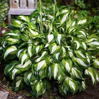 Hosta Mediovariegata