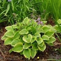 Hosta Golden Tiara