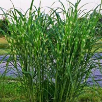 Tráva Miscanthus Zebrinus