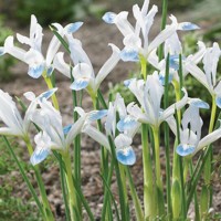 Iris Reticulata Frozen Planet - 3 ks v balení