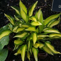 Hosta Lakeside Little Tuft