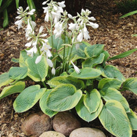 Hosta Maple Leaf