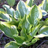 Hosta Queen Josephine