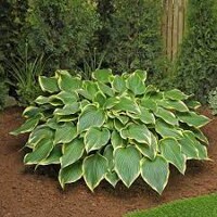 Hosta Prima Donna