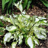 Hosta Kiwi Spearmint