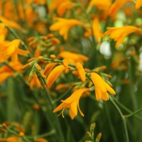 Crocosmia Suzanna - 5 ks v balení