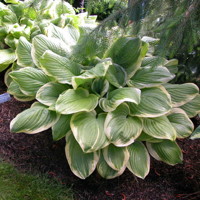 Hosta Fragrant Bouquet