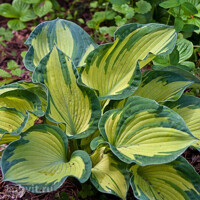 Hosta Sharmon