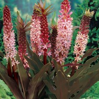 Eucomis Sparkling Burgundy