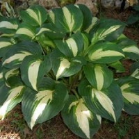 Hosta Lakeside Meter Maid