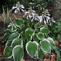 Hosta Sugar and Spice