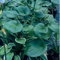 Hosta Mojito