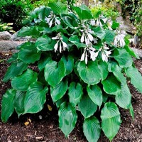 Hosta Moonlight Sonata