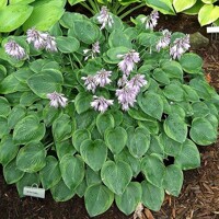 Hosta Toy Soldier