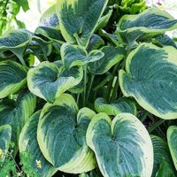 Hosta His Honor