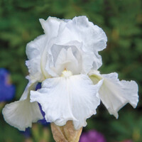 Iris Germanica White