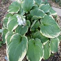 Hosta Hipodrome