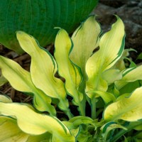 Hosta Gravity Rock