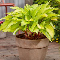 Hosta Lipstick Kiss