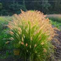 Tráva Pennisetum Gelbstiel